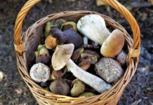 Tips til sopptur med familien kurv med sopp